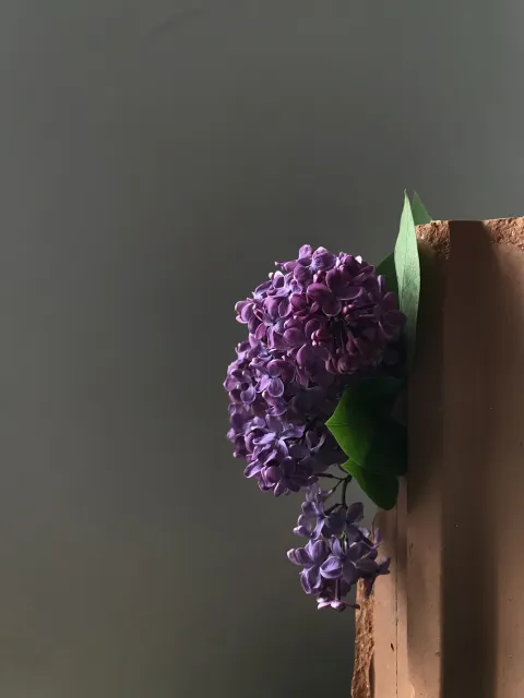 img_4553_lilac